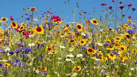 Vibrant TN Nursery wildflower meadow in yellow purple red white under blue sky