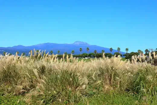 Golden pampas grass plumes sway in sunlit field with blue sky and mountains