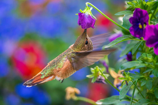 Vibrant iridescent green copper hummingbird hovers by purple flower in haven