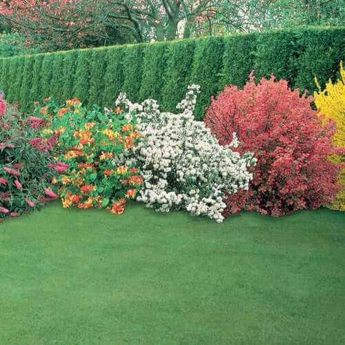Vibrant TN Nursery garden bed with pink, orange, white, red flowering shrubs