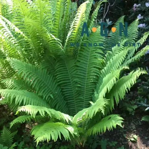 Lush green native fern with feathery fronds for outdoor spaces