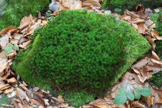 Vibrant Haircap moss on lush green spiky tufts covering rock