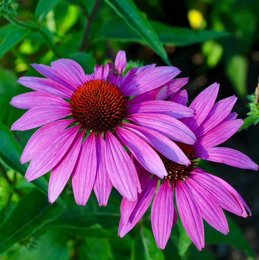 Vibrant purple coneflower perennial with spiky orange-brown center