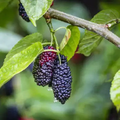 Dark purple ripe mulberries on branch glistening with dew