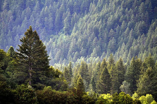 Dense pine forest of tall dark green coniferous trees on mountain slope