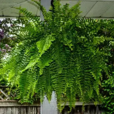 Lush vibrant green fern with delicate cascading fronds from TN Nursery