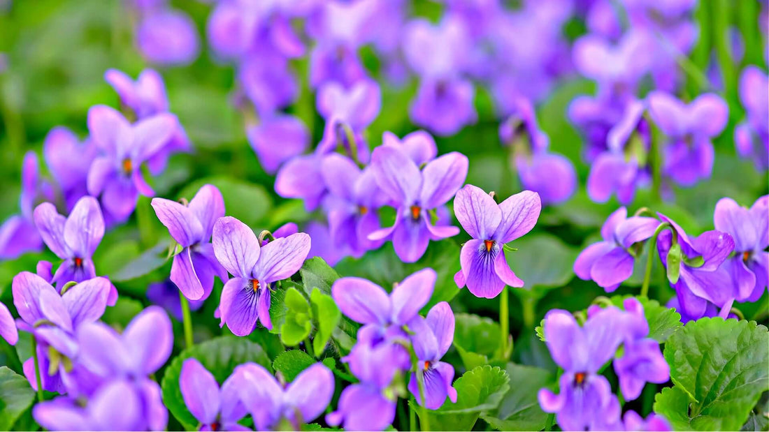 Vibrant purple violets field in TN Nursery Reviews by Sue Hardiner