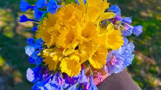 Vibrant yellow daffodils and blue flowers for a beautiful garden