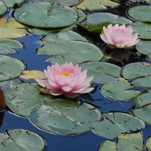 Pink water lily with yellow center on green lily pads in calm pond water
