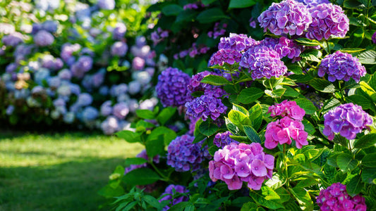 Vibrant purple and pink hydrangea blossoms with lush green leaves