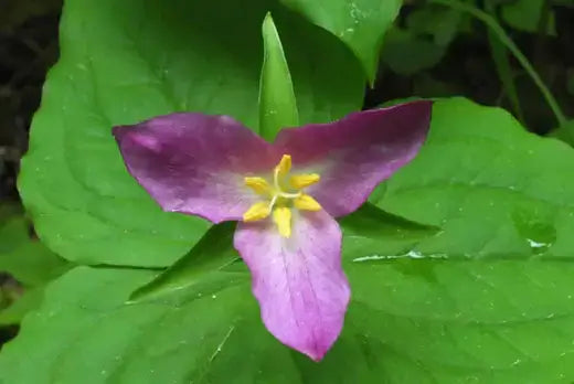 Prairie trillium flower with purple petals, yellow center, green leaves