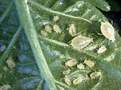 Pale yellow aphids clustered on vibrant green leaf, a common plant pest