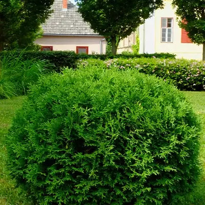 7 Best Evergreen Shrubs For Any House - TN Nursery