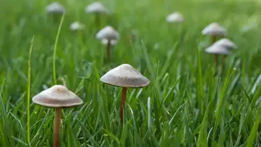 Tiny beige mushrooms with slender stems in garden grass to eliminate