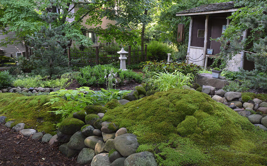 Lush green moss-covered rock formation easy to grow in serene garden