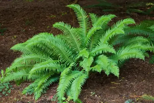 Vibrant green warm season fern with delicate feathery fronds.