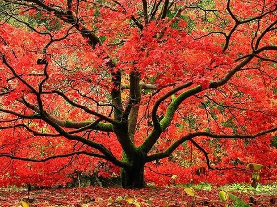 Red Maple Trees' Most asked Questions