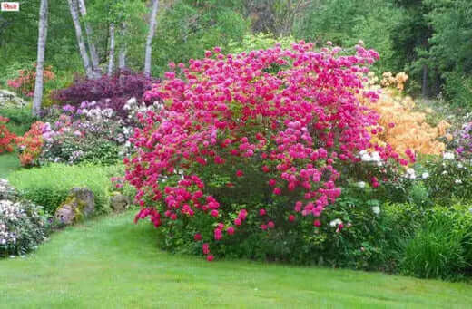 Vibrant pink azalea bush with dense blooms and lush green foliage