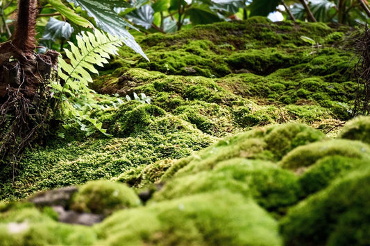 Lush green moss as natures carpet blanketing forest floor