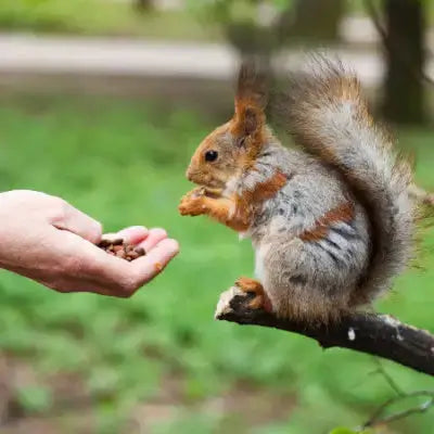 Red gray squirrel with bushy tail on branch holding nuts near TN Nursery peanuts