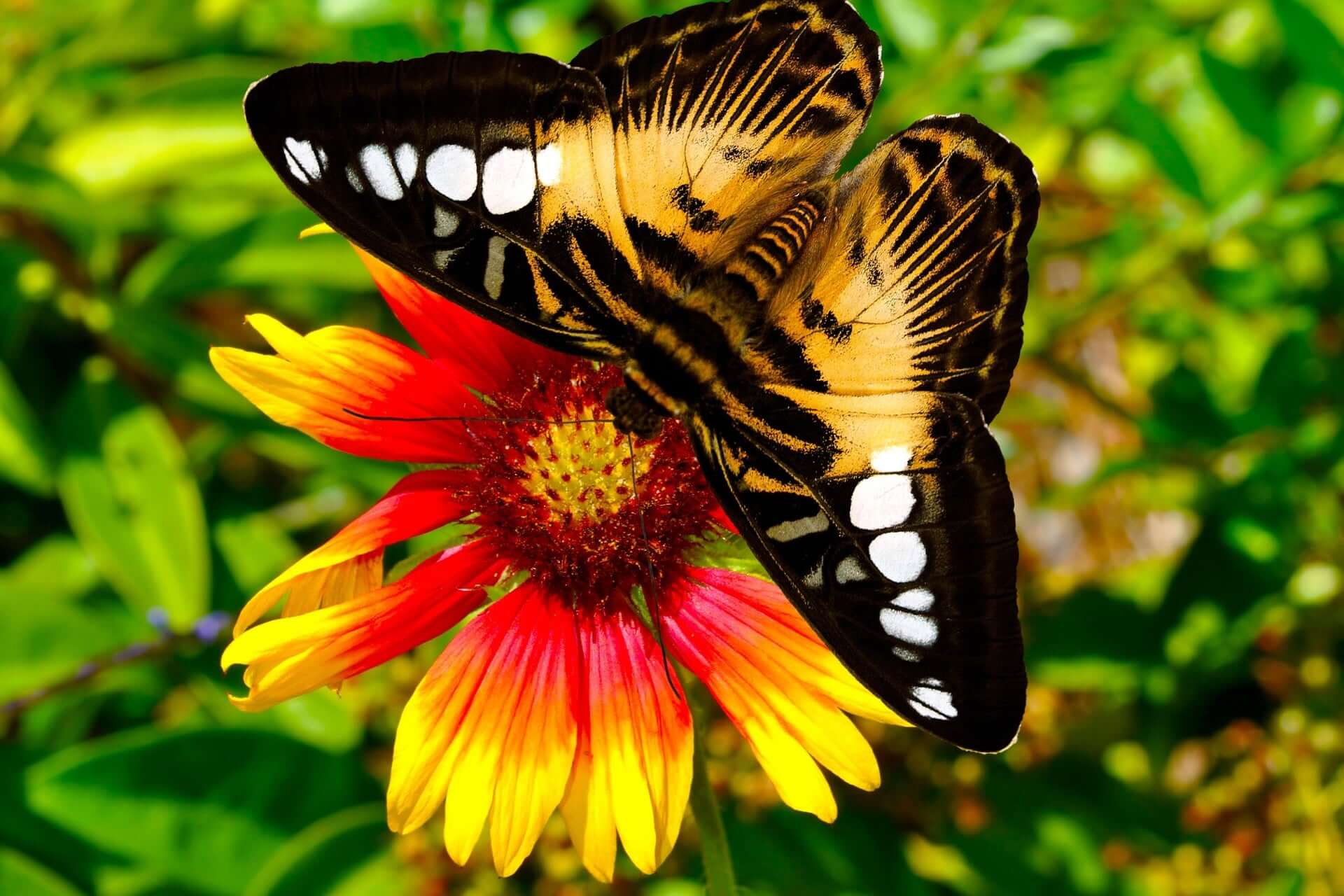 Black and yellow butterfly with white spots on blanket flower