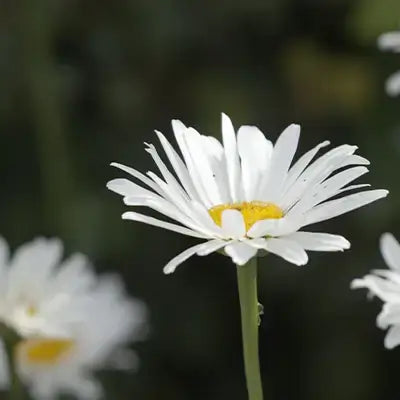 Enchanting ox eye daisy with white petals and vibrant yellow center