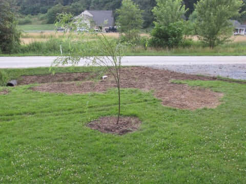 Young transplanted tree with slender branches in fresh soil patch on lawn