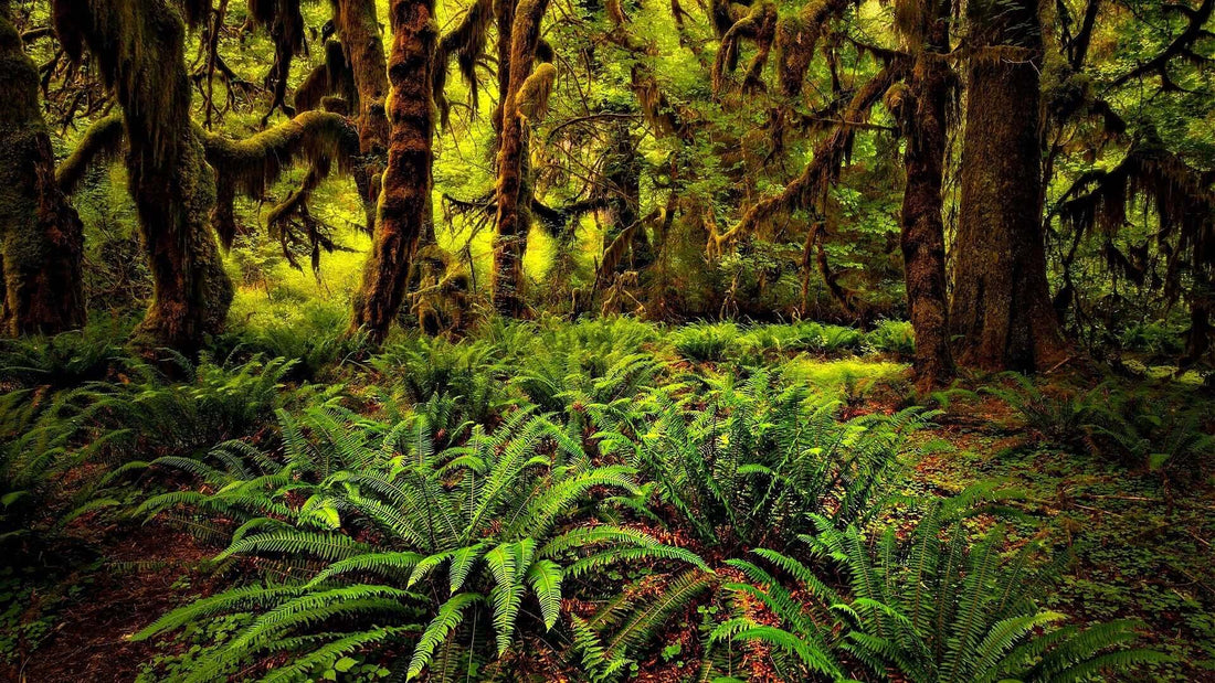 Lush green ferns carpet forest floor in ecological restoration site