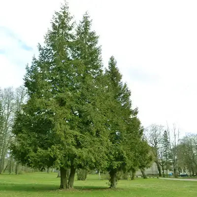 American arborvitae tree of life in grassy field with conical green foliage