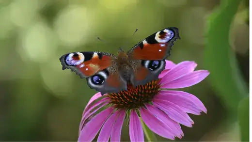 Vibrant peacock butterfly on pink Echinacea coneflower