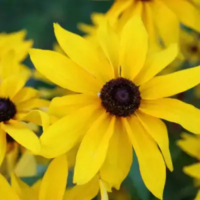Bright yellow daisy-like flowers from Best Mail Order Nursery in sunlit garden