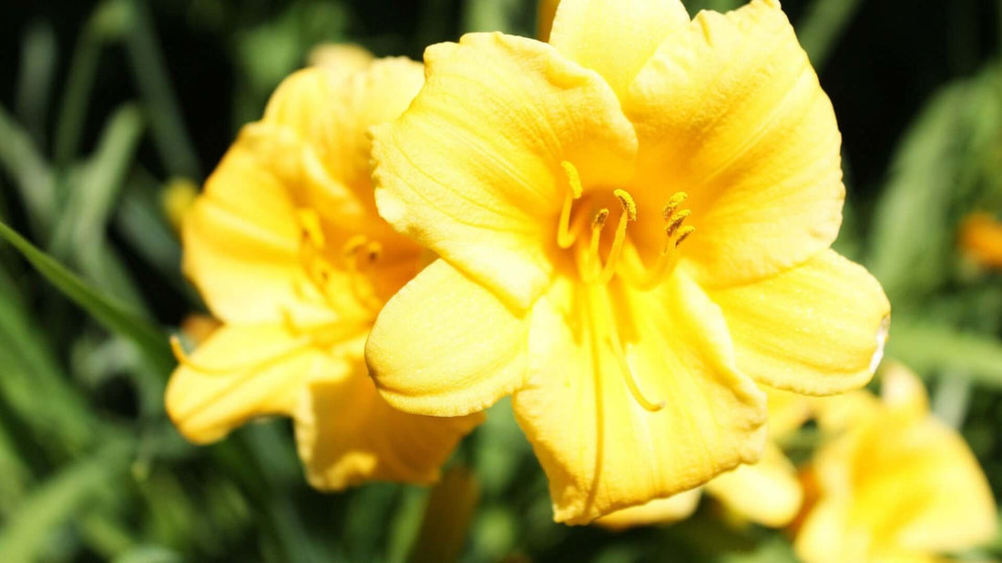 Stella de oro daylily bright yellow ruffled blooms vibrant center