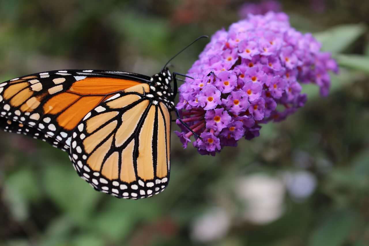 Monarch butterfly on purple flowers in butterfly garden