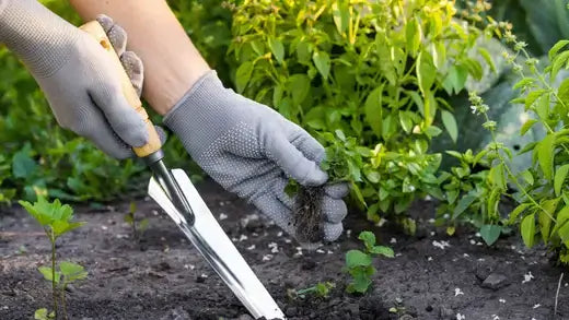 Gray gloves with textured fingertips hold plant roots for organic weed control