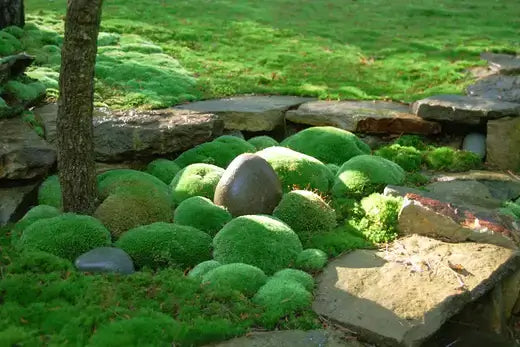 Rounded moss-covered stones among flat slabs in tranquil moss garden