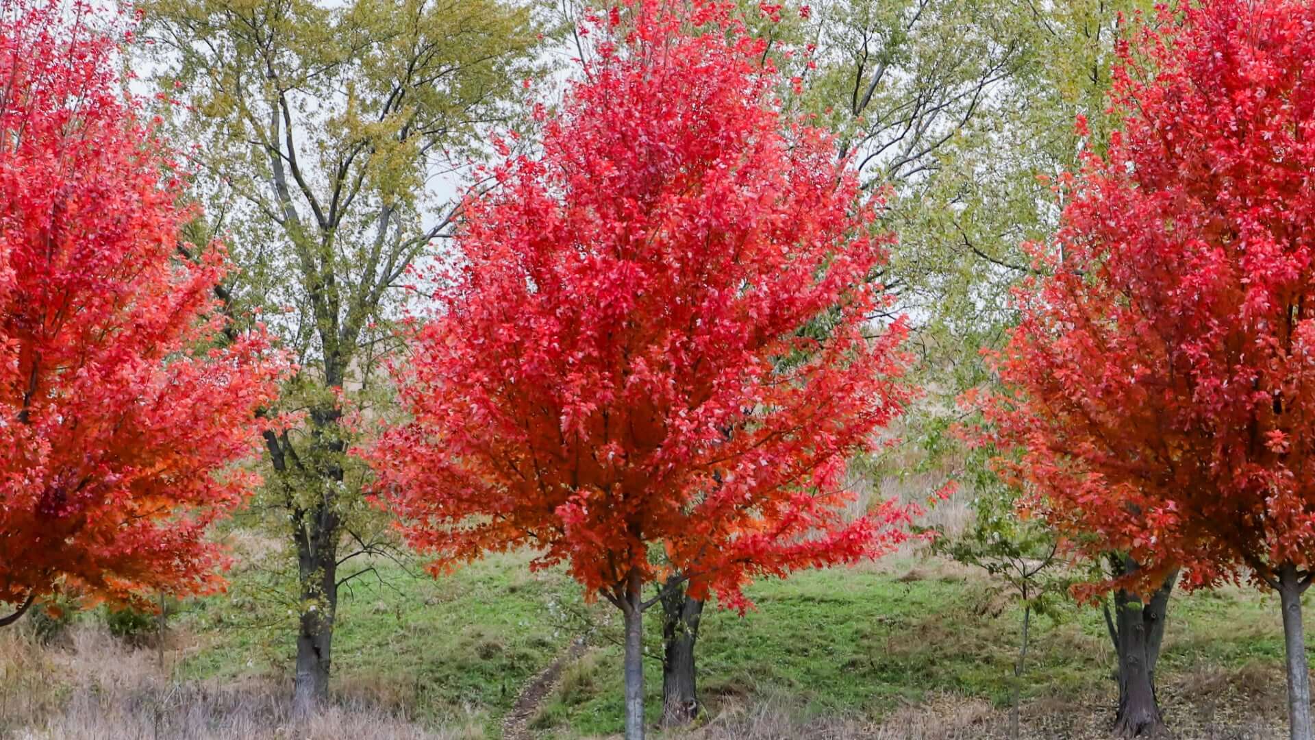 Vibrant red maple leaves rich in carotene against autumn grass backdrop