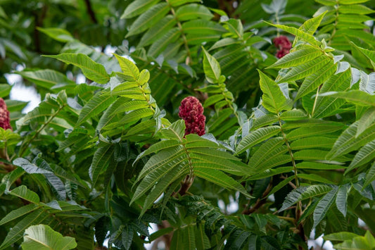 Vibrant crimson red staghorn sumac flower clusters among lush green leaves