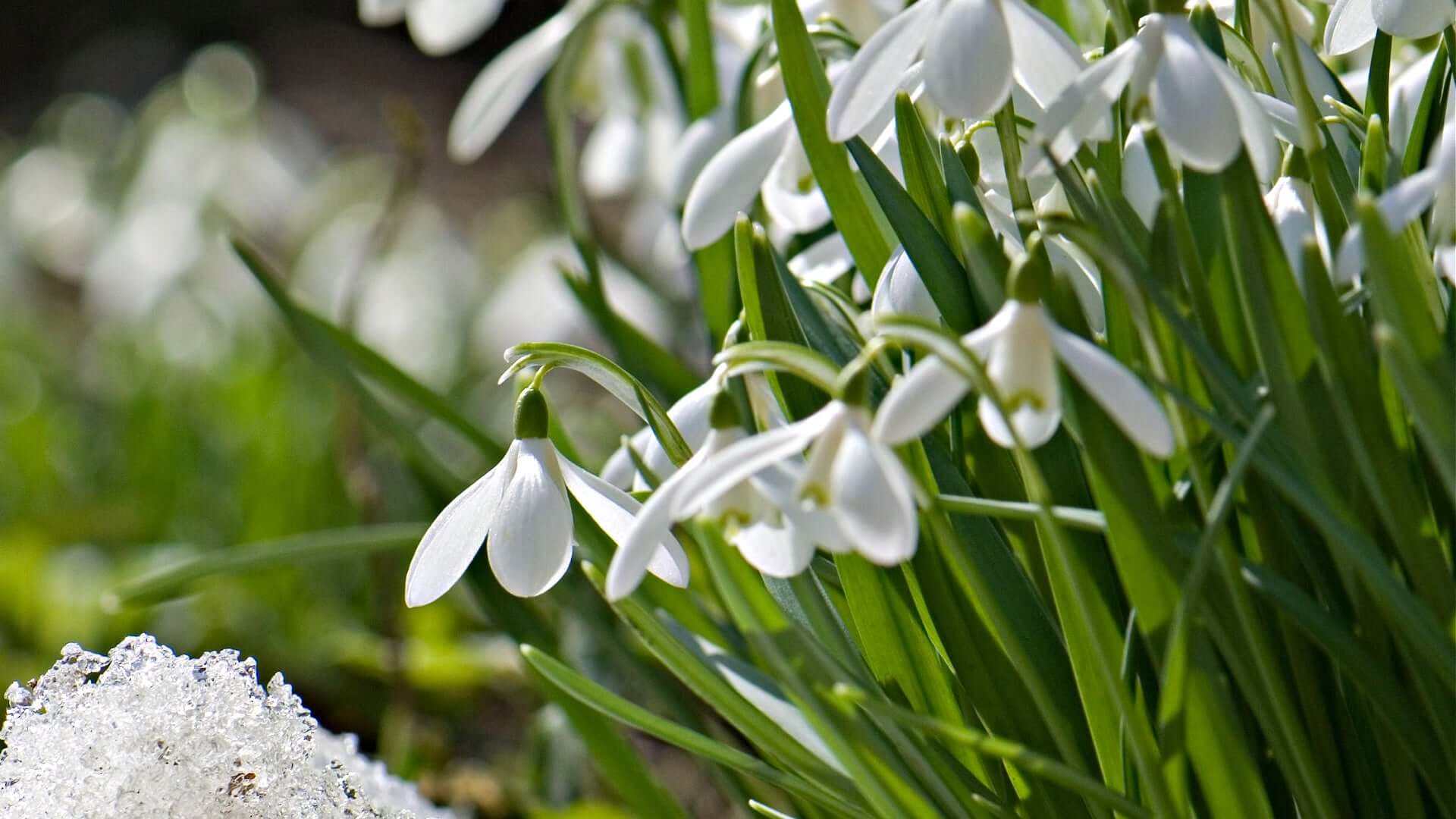 Delicate white snowdrop flowers emerging from melting snow
