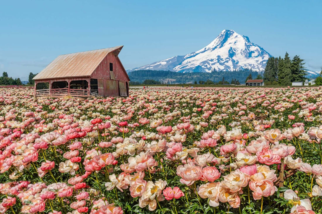 Rustic red barn amid heirloom peony field under blue sky