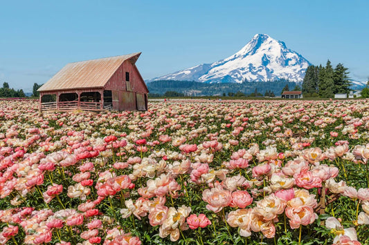 Rustic red barn amid heirloom peony field under blue sky