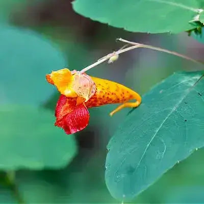 Vibrant orange red elongated flower, best for beginner water gardens