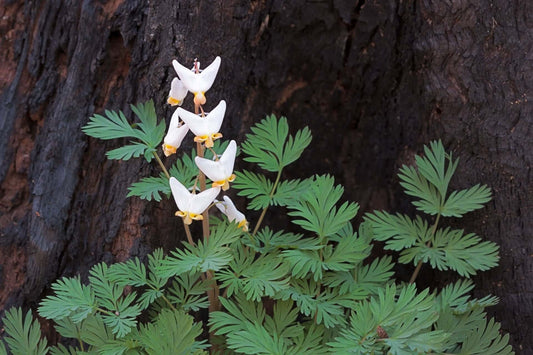 Delicate white Dutchman’s breeches flowers with yellow centers amid green ferns on tree trunk