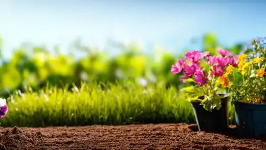 Vibrant pink and yellow flower bouquet in black pots on brown soil for home gardening