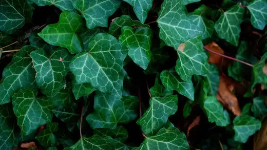 Vibrant heart-shaped English ivy leaves with glossy green veining