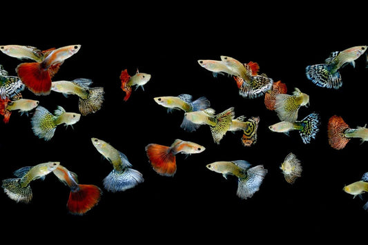 Vibrant guppies with colorful red, orange, blue fins in guppy grass aquarium