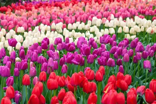 Vibrant Lavender Triumph tulip field in red, pink, white, purple rows