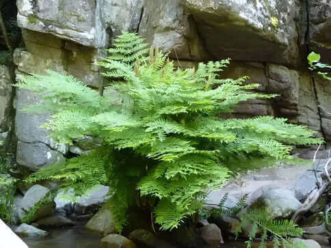 Lush green fern with delicate fronds cascading from central stem overview