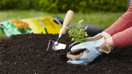 Person planting seedling in soil with light blue gardening gloves, tan accents. DIY tip.