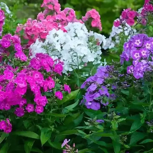 Vibrant pink, white, purple phlox flowers and lush foliage for perennial care