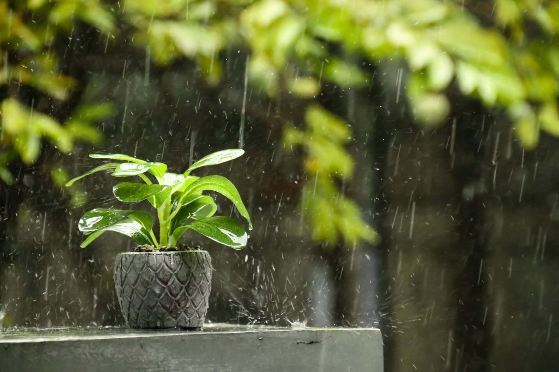 Storm-proof dark gray textured ceramic pot with vibrant green leafy plant